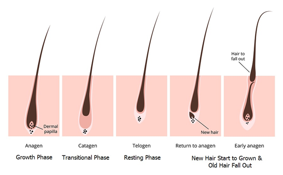 Understanding Natural Hair Growth Cycle